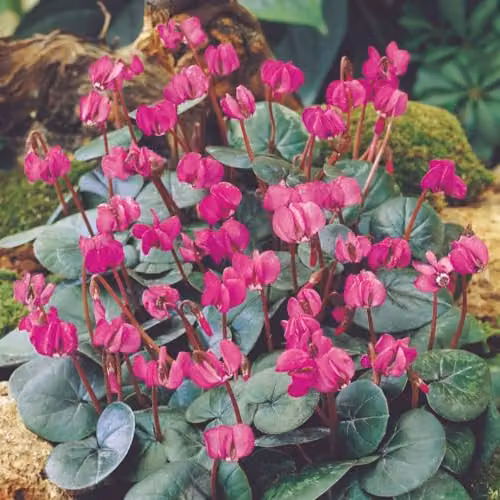 Thompson & Morgan Cyclamen coum Rubrum Bulbs with Magenta Blooms and Marbled Foliage, 2 Bulbs