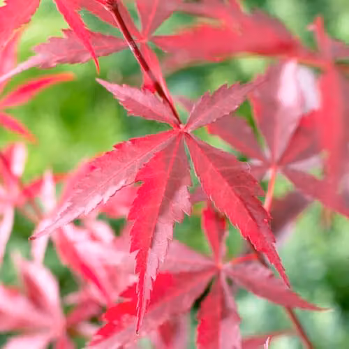 YouGarden Japanese Red Maple Acer palmatum Atropurpureum Deciduous Ornamental Tree with Red and Purple Leaves in a 1.5L Pot – 3