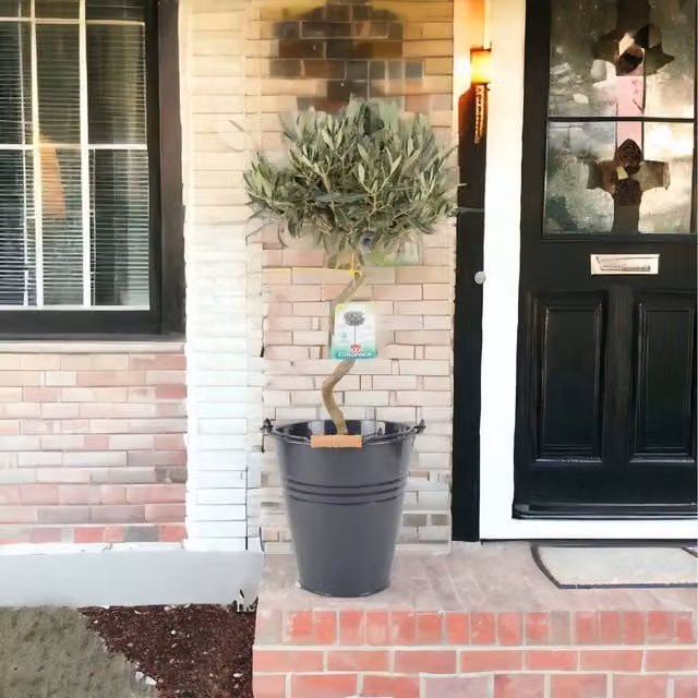 Plants By Post Spiral Olive Tree Green, Height: 80-90 cm
