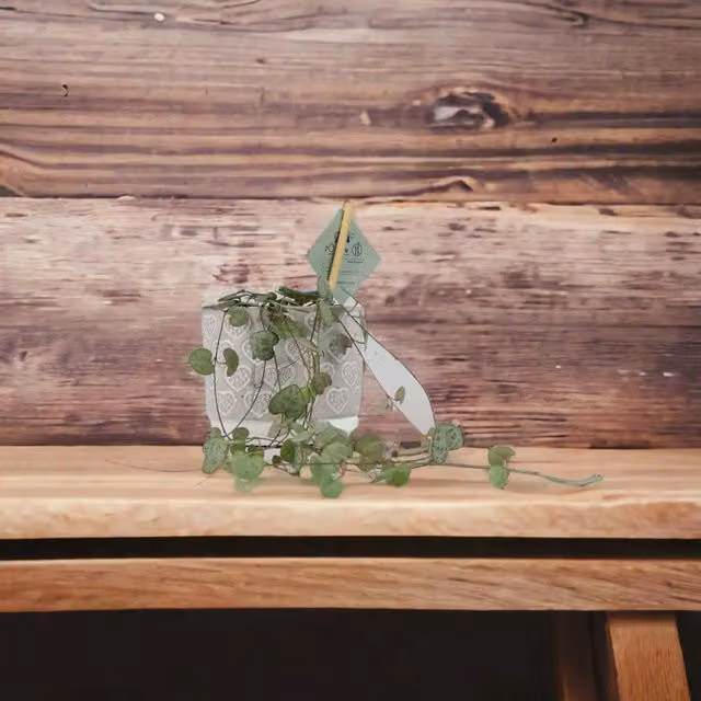 Plants by Post Ceropegia String of Hearts Indoor Trailing Plant with Silver, Purple and Pink Foliage in an 8.5cm Pot