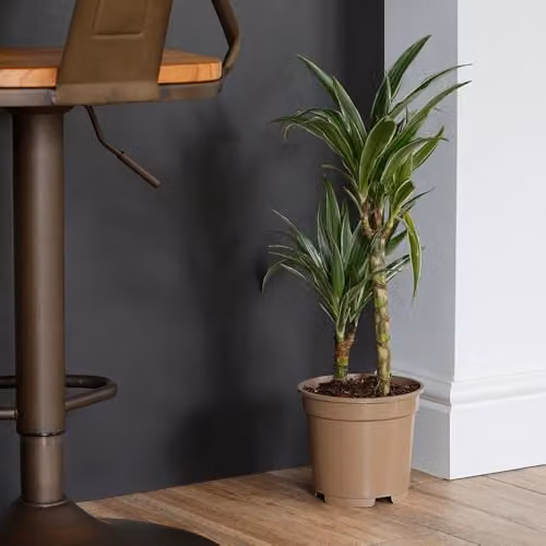 YouGarden Dracaena Warneckii Two Stem Indoor Houseplant with Striped Green and White Foliage in a 17cm Pot – 1