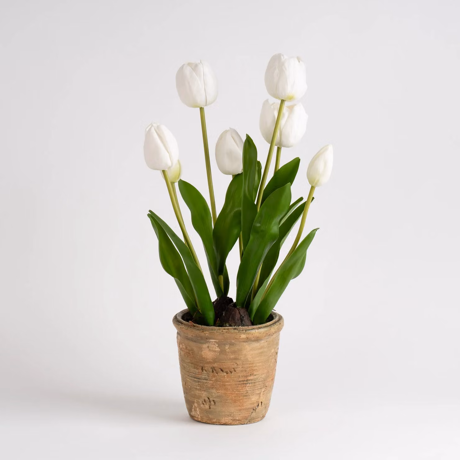 Scottish Everlastings Ltd White and Green Tulip Spray in a Rustic Concrete Pot, Height: 46 cm – 2