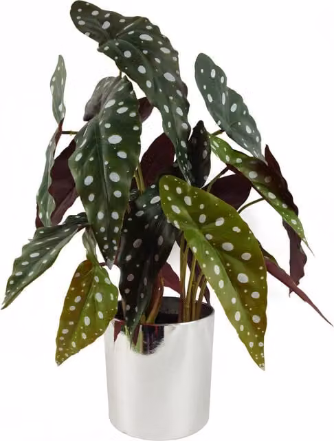 Artificial Potted Begonia Maculata Plant with Green and Silver Dotted Leaves