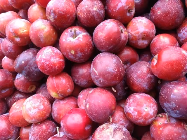 Direct Plants Prunus Victoria Plum Fruit Tree, 2-3 Year Old, 6ft, in a 7 Litre Pot