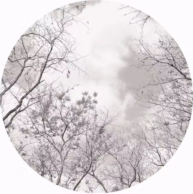 Tree Tops Round Wall Mural in Grey, W/D/H: 144 x 144 x 144 cm
