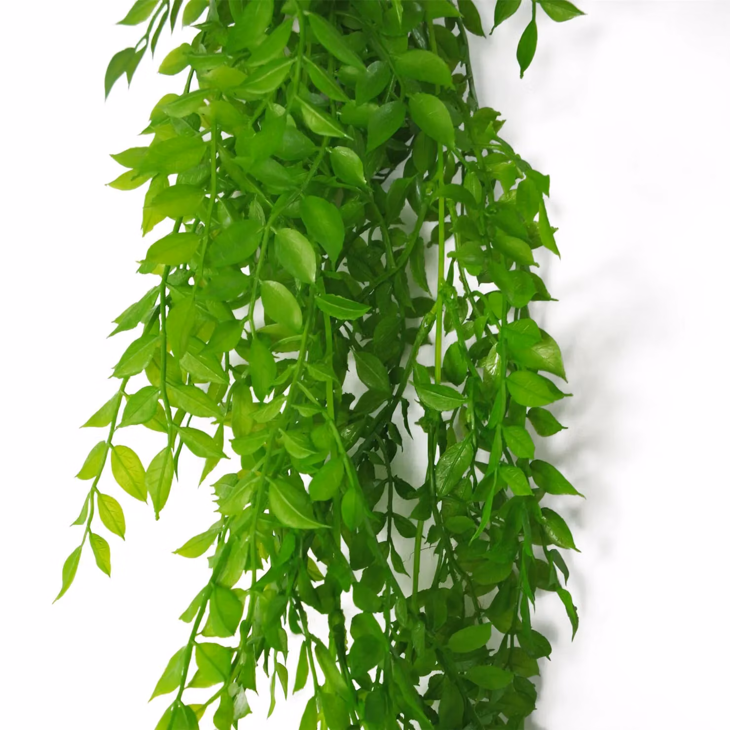 Leaf Design UK Artificial Hanging String of Pearls Succulent Plant, Green, 6 x 100 cm – 3