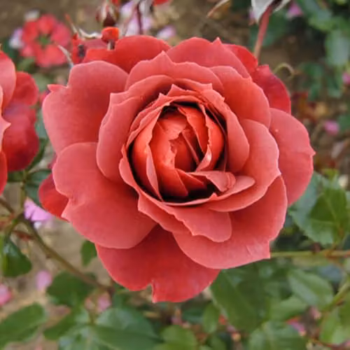 YouGarden Rose Hot Chocolate Established Aromatic Plant in 4L Pot