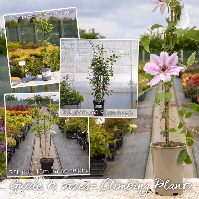 Marshalls Jasmine Clotted Cream Potted Climbing Plant with White Summer Blooms