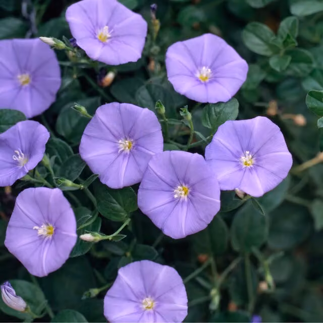Plants By Post Convolvulus Blue Perennial Climber, 3 x 9cm Pots