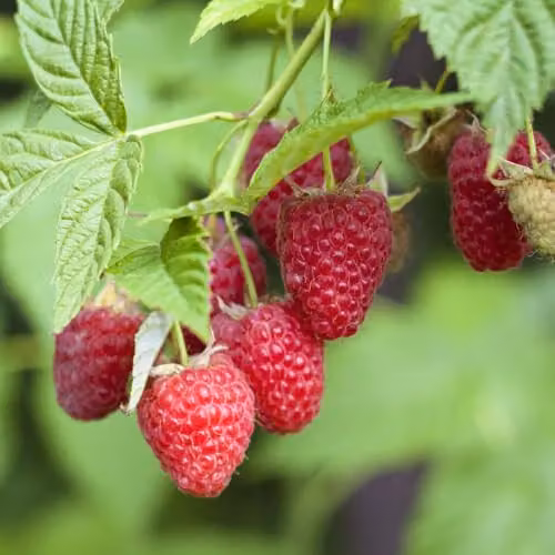 Thompson and Morgan Organic Raspberry Autumn Bliss Red Berry Bush, 2 x 2 Litre Pots – 1