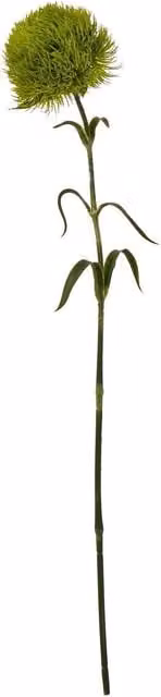 Hill Interiors Dianthus Artificial Plant in Light Green