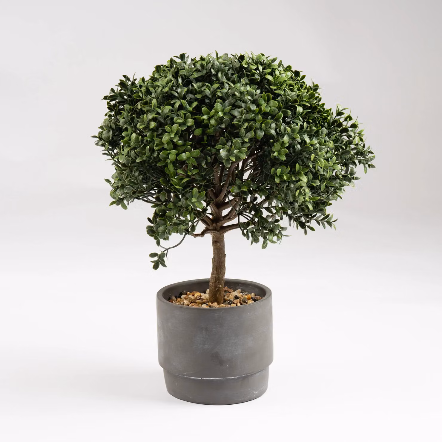 Scottish Everlastings Ltd Green Mini Topiary Tree in a Round Concrete Pot, Height: 45 cm – 3