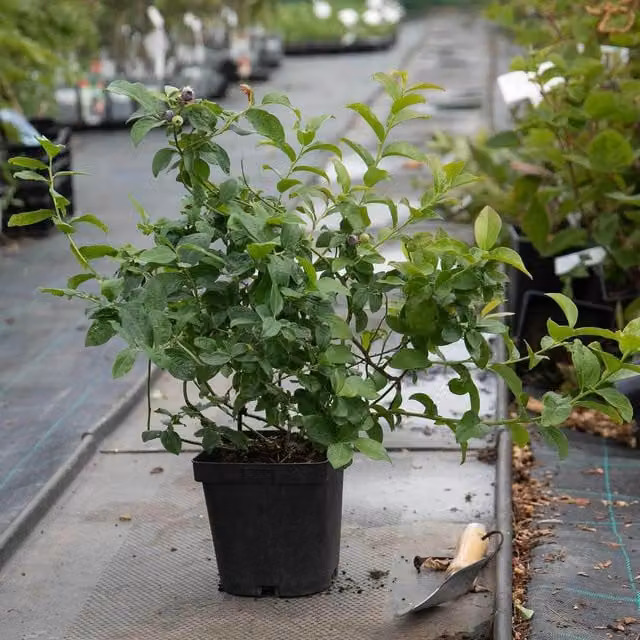 Marshalls Blueberry Top Hat Potted Fruit Shrub Plant