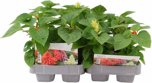 Plants by Post Mixed Colour Salvia Bedding Plants, 12 Pack
