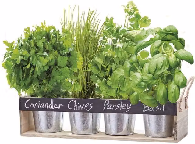 FLAVORA Herb Chalk Board Gift Set Growing Kit Window Box Planter in Silver, 1.25kg