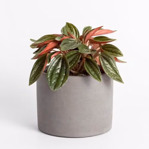 Thompson and Morgan Peperomia caperata Rosso Potted Houseplant with Deep Green and Red Foliage, 10.5cm Pot – 3