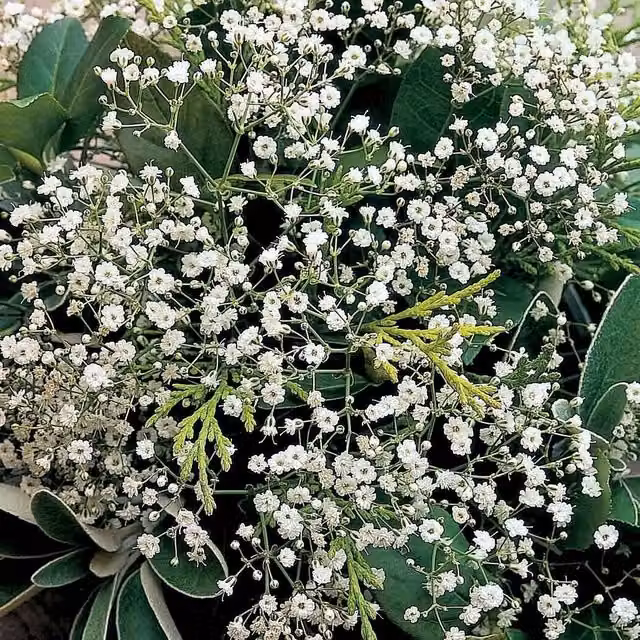 Unwins Gypsophila Diamond Spray Flower Seeds, 100 Seeds, Green and White