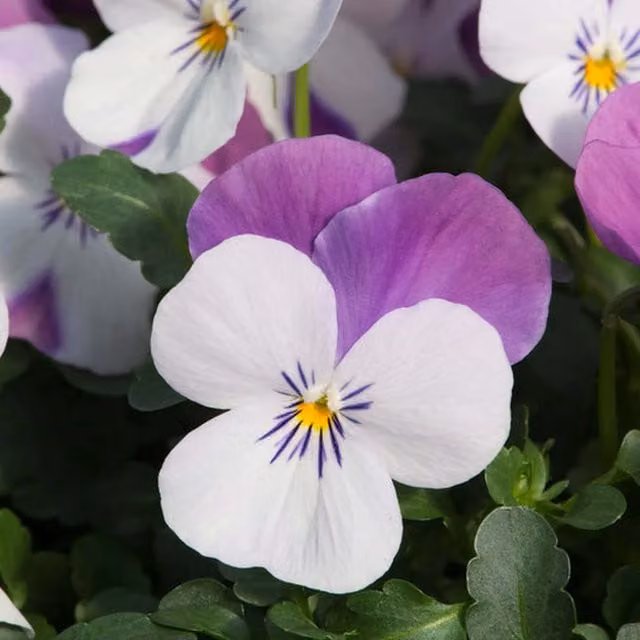 Plants by Post Pink Viola Wing Bedding Plants, 12 Pack