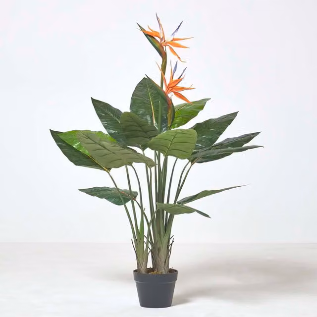 Homescapes Potted Bird of Paradise Plant in Green and Orange, Height: 120 cm