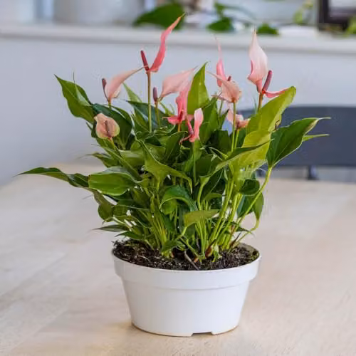 YouGarden Anthurium Lilli Pink Flamingo Flower Indoor Houseplant in 17cm Pot – 3