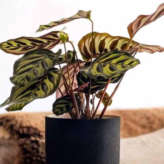 Primrose Goeppertia Makoyana Calathea Peacock Plant in Green, Red and Purple, Height: 25 cm, Pot Size: 12 cm