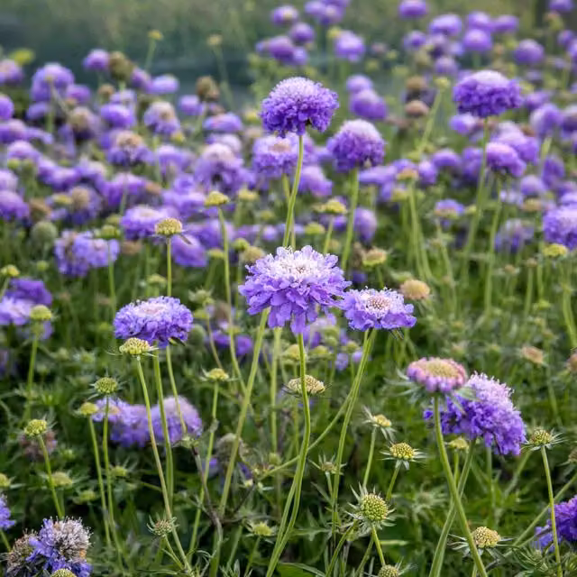 Marshalls Garden Scabiosa Blue Note Blue and Purple Perennial Plant