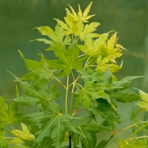 Thompson & Morgan Acer palmatum Going Green Japanese Maple Tree, 3 Litre Potted Plant – 1