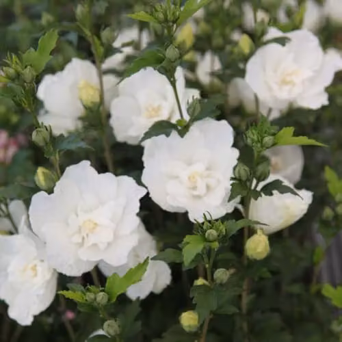 Thompson and Morgan Hibiscus Syriacus White Chiffon Ornamental Shrub, White Double Flowers, 18 Litre Pot – 1