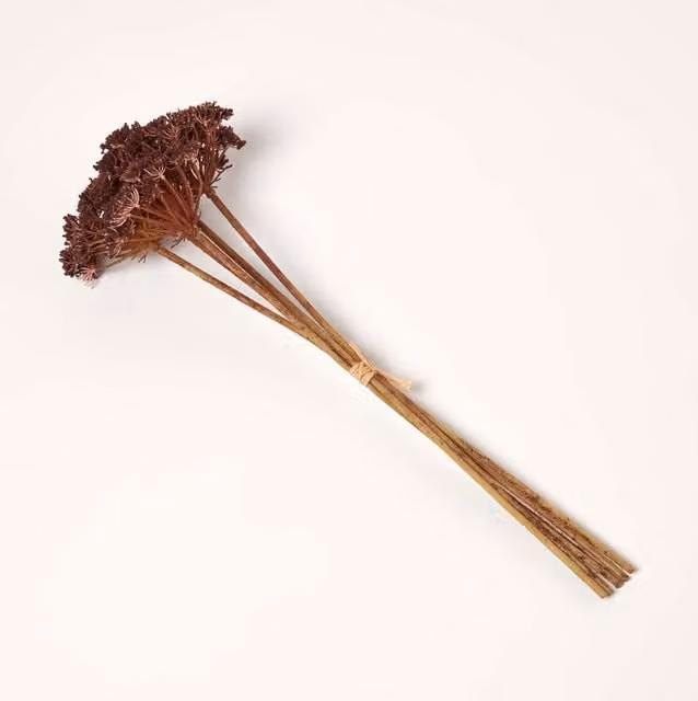 Homescapes Burgundy Cow Parsley Single Stem Set of 5