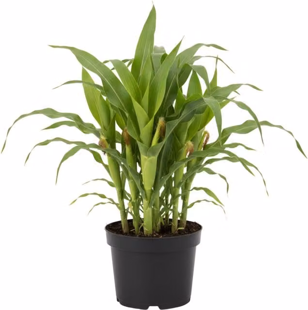 Plants By Post Potted Green Sweetcorn Minipop Baby Corn Vegetable Plant