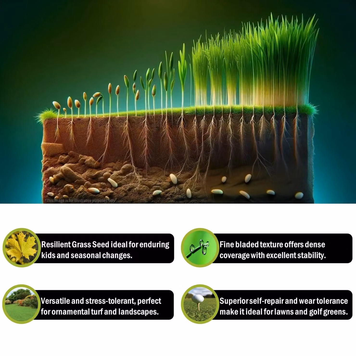 Pegdev Hardwearing High-Yield Lawn Seed for Gardens and Parks, 50g – 1