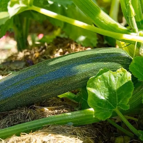 Thompson & Morgan Courgette Zucchini Seeds, High-Yielding Bush Variety with Sweet Dark Green Fruits, 10 Seeds
