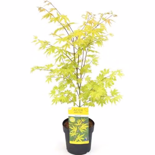 Thompson and Morgan Acer Palmatum Anne Irene Ornamental Tree with Variegated Green and Yellow Foliage, 3.6 Litre Pot – 2