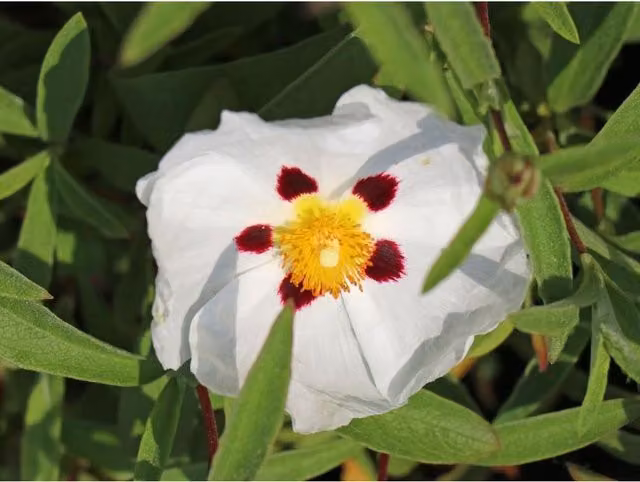 Direct Plants Cistus Alan Fradd White Flowering Evergreen Ornamental Garden Shrub