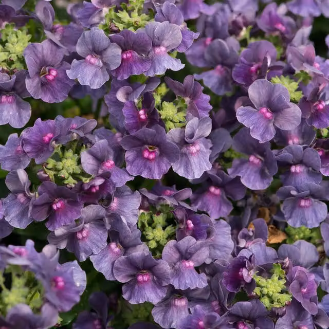 Plants by Post Nemesia Lady Anne Pink Summer Bedding Plants, 2 x 1L Pots