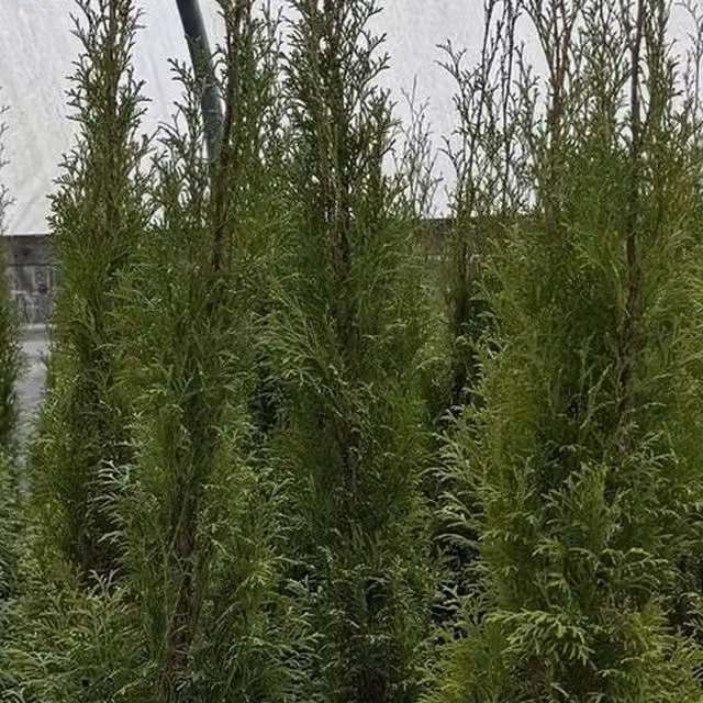 Direct Plants Thuja Smaragd Cedar Hedging Conifer Trees, 20 x 3ft, Green, 5 Litre Pots