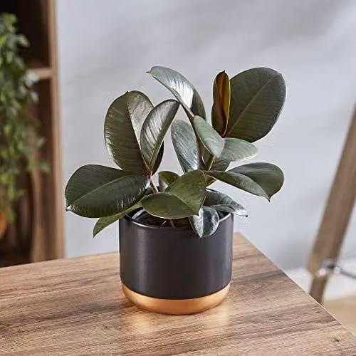 Thompson and Morgan Ficus elastica Robusta Indoor Evergreen Plant, 3 x 12cm – 6
