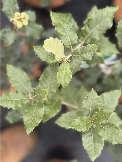 Direct Plants Quercus Ilex Evergreen Oak Tree, Green, 3 L Pot