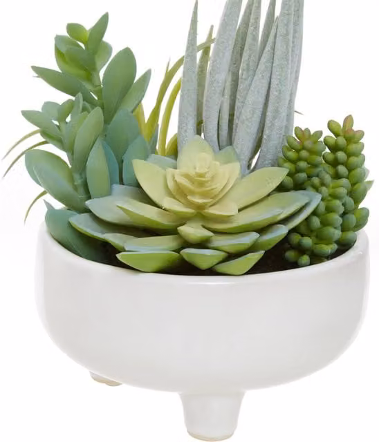 Fiori Mixed Succulents in a Large White Ceramic Pot