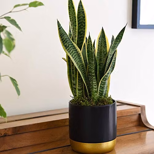 Thompson & Morgan Set of 2 Sansevieria Snake Plants in 12cm Pots, Green and Gold Indoor Evergreen Foliage Plants – 1