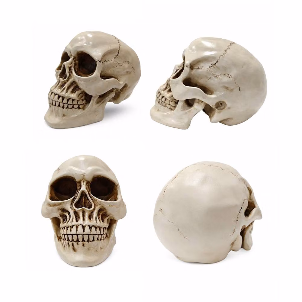 Voltico Realistic Human Skull Ornament in Beige, W/D/H: 15.0 x 12.5 x 12.5 cm – 2