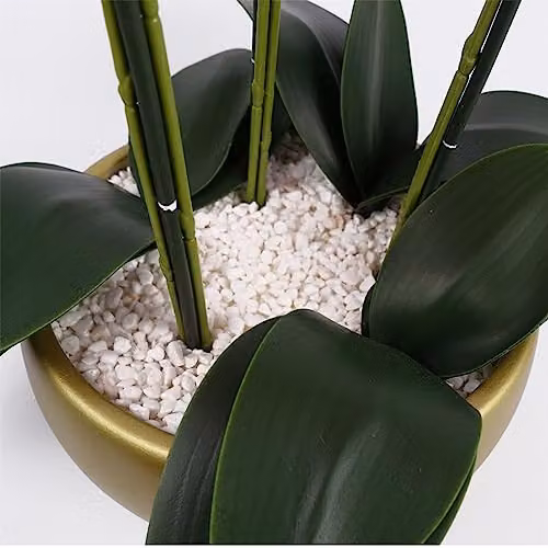 Botanik 60cm Artificial Orchid in a White and Gold Ceramic Planter with Green Leaves – 4