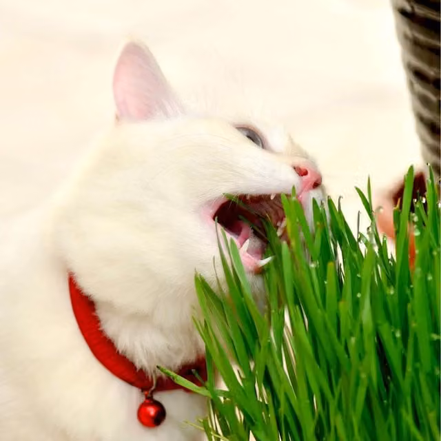Thompson and Morgan Cat Grass Seeds, 700 g, Green