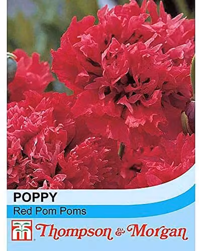 Thompson and Morgan Red Pom Poms Poppy Seeds, 100 Seeds – 2