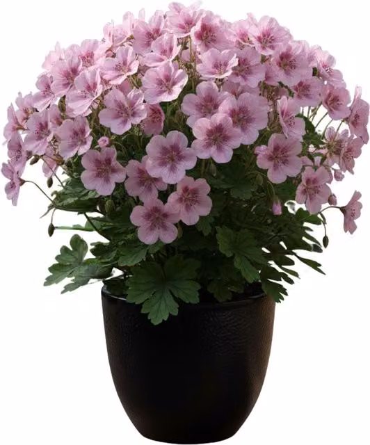 Plants by Post Geranium Smokey Eye Pink Improved Bicolour Summer Bedding Plant, Pink and Dark Purple, 1L Pot