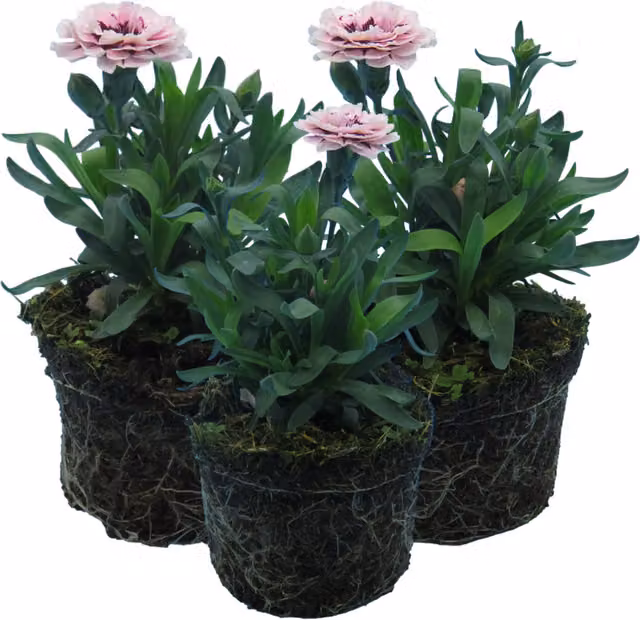 Plants By Post Purple Star Carnation Perennial Outdoor Ornamental Plant