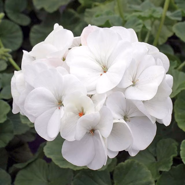 Plant Theory Set of 3 White Geranium Bedding Plants in 9cm Pots