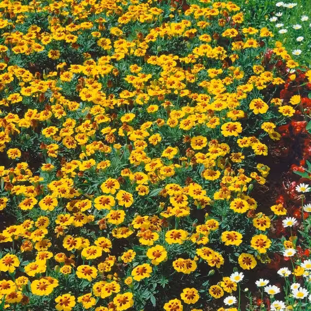Unwins Naughty Marietta French Marigold Seeds, Yellow