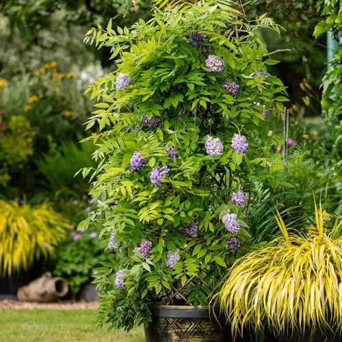 Thompson and Morgan Wisteria frutescens Amethyst Falls Compact Hardy Climbing Shrub with Purple Blue Flowers, 9cm Pot – 3