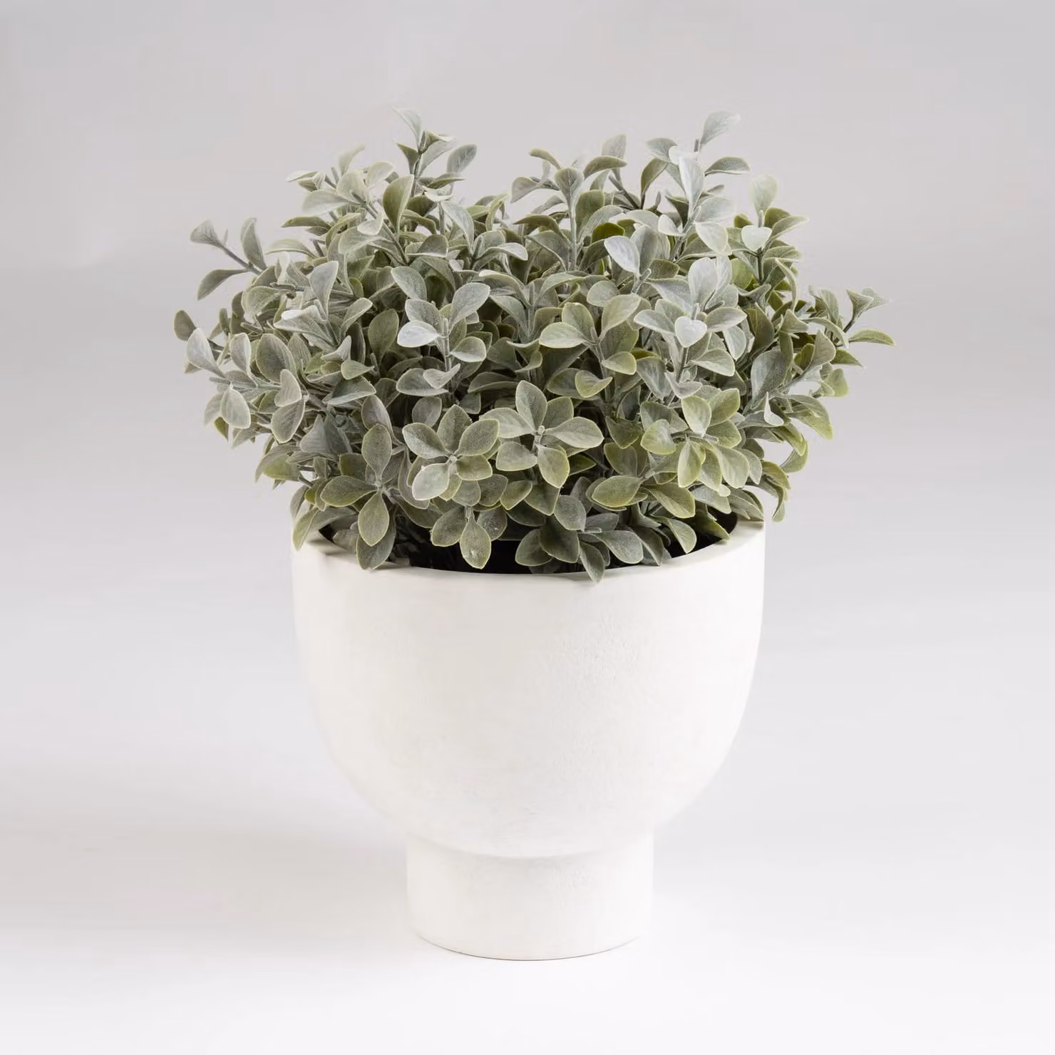 Scottish Everlastings Ltd Green and White Potted Foliage in a Ceramic Footed Pot, Height: 37 cm – 2